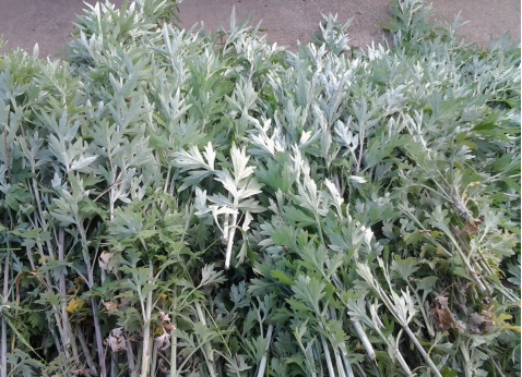 華展貓先生，端午節(jié)，垃圾分類